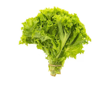 Lechuga escarola