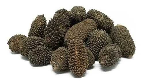 Semilla de Caulote