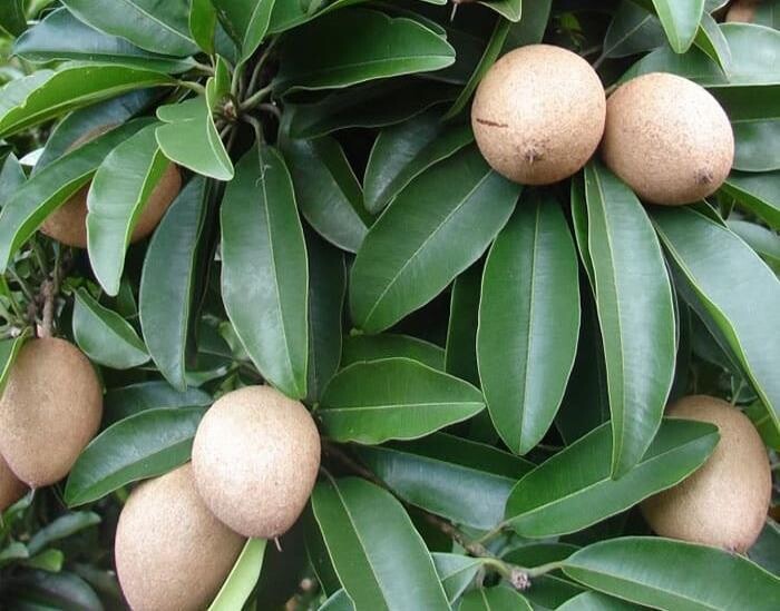 Hojas de matasano