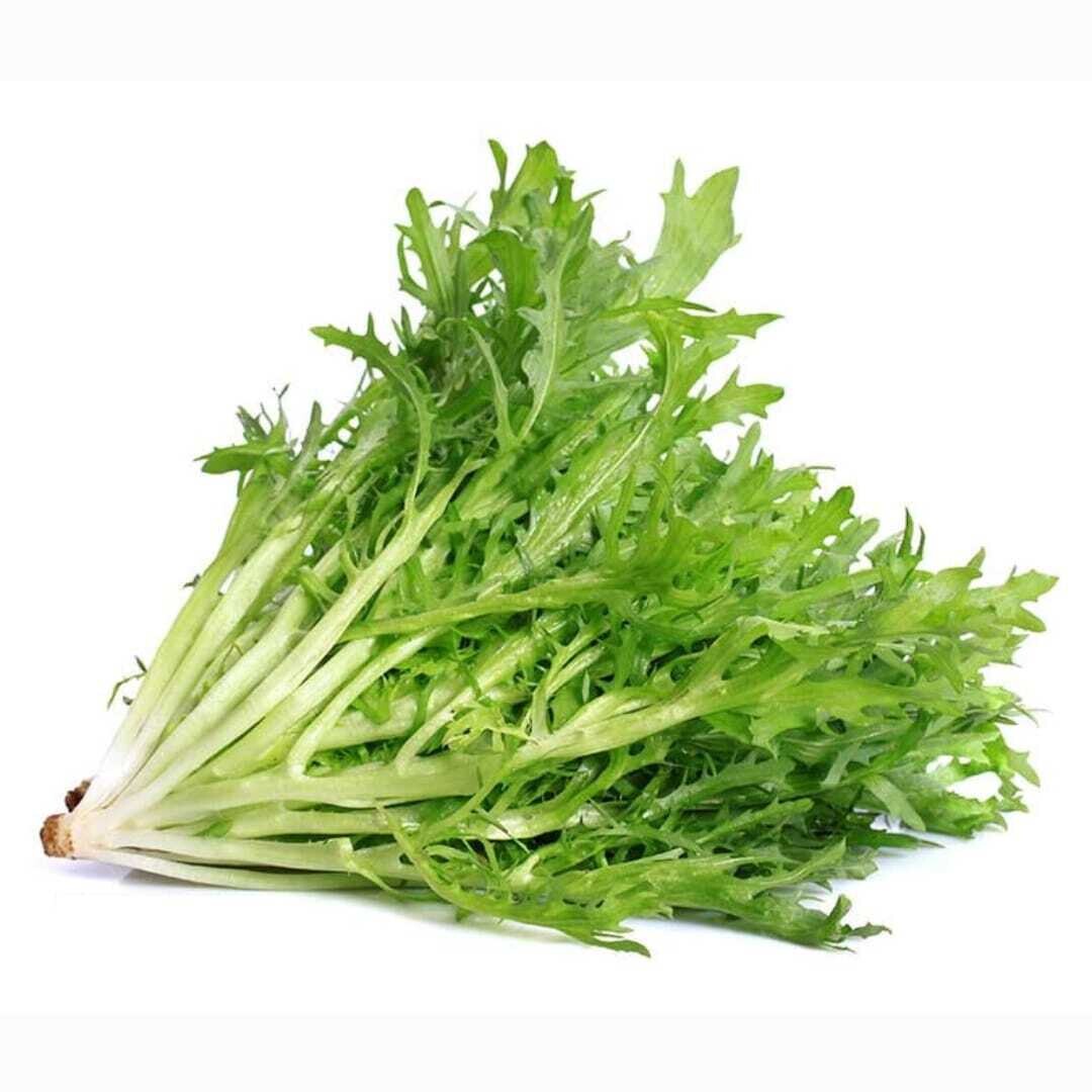 Lechuga Frisse