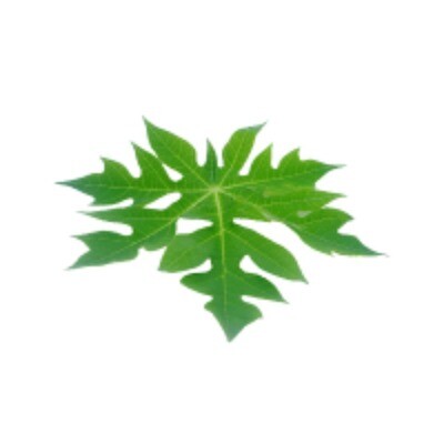 Hojas de papaya