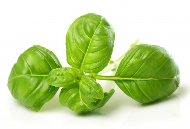 Albahaca Blanca hojas