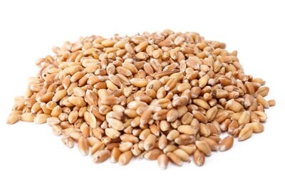 Trigo en grano
