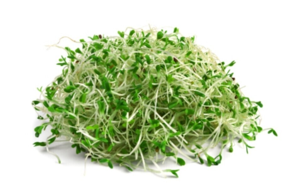 Retoño de Soya