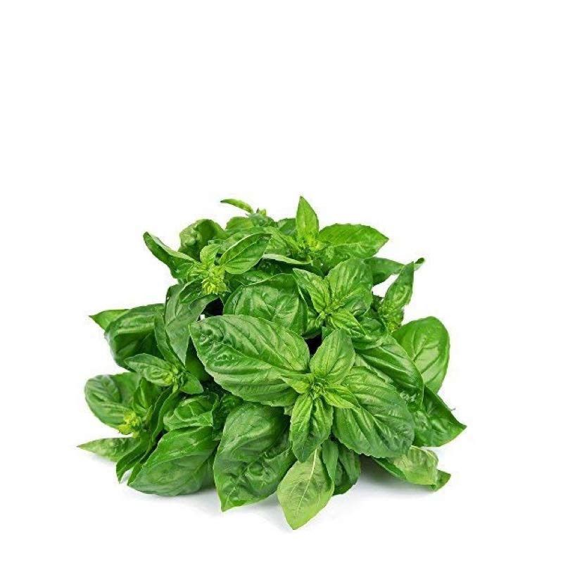 Albahaca Blanca manojo