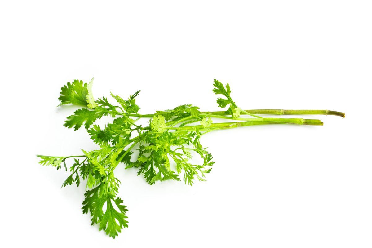 Cilantro Sazon