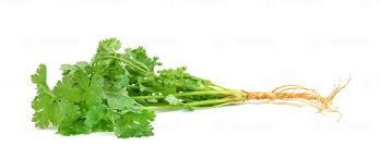 Cilantro