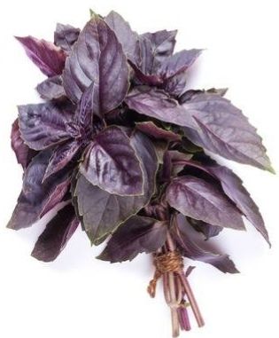 Albahaca Morada 