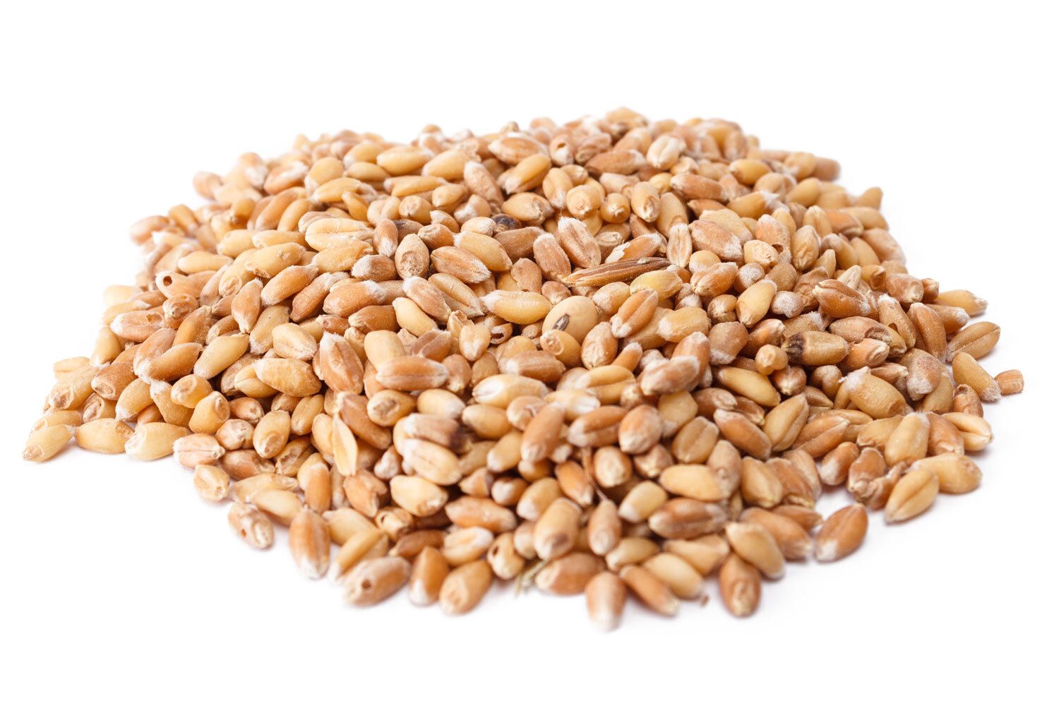 Quintal de trigo en grano