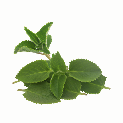 Oregano fresco
