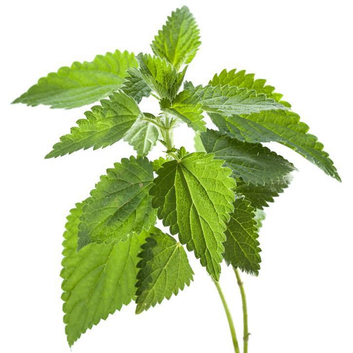 Libra de Ortiga -Planta seca-