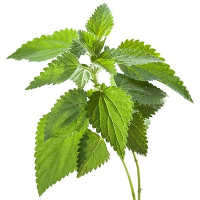 Libra de Ortiga -Planta seca-