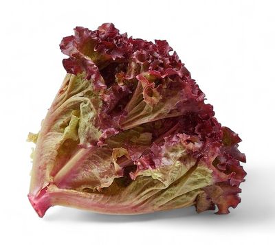 Lechuga escarola morada