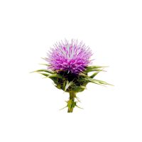 Libra de Cardo mariano -Planta seca-