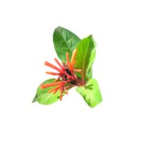 Hojas de chichipince