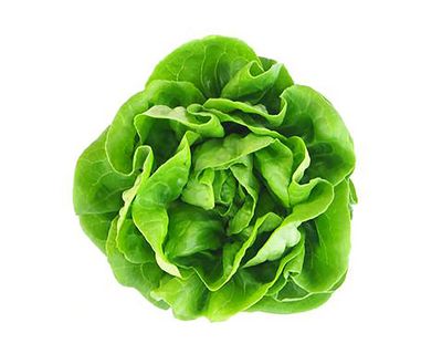 Lechuga de mantequilla