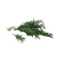 Romero Fresco -Salvia Rosmarinus-