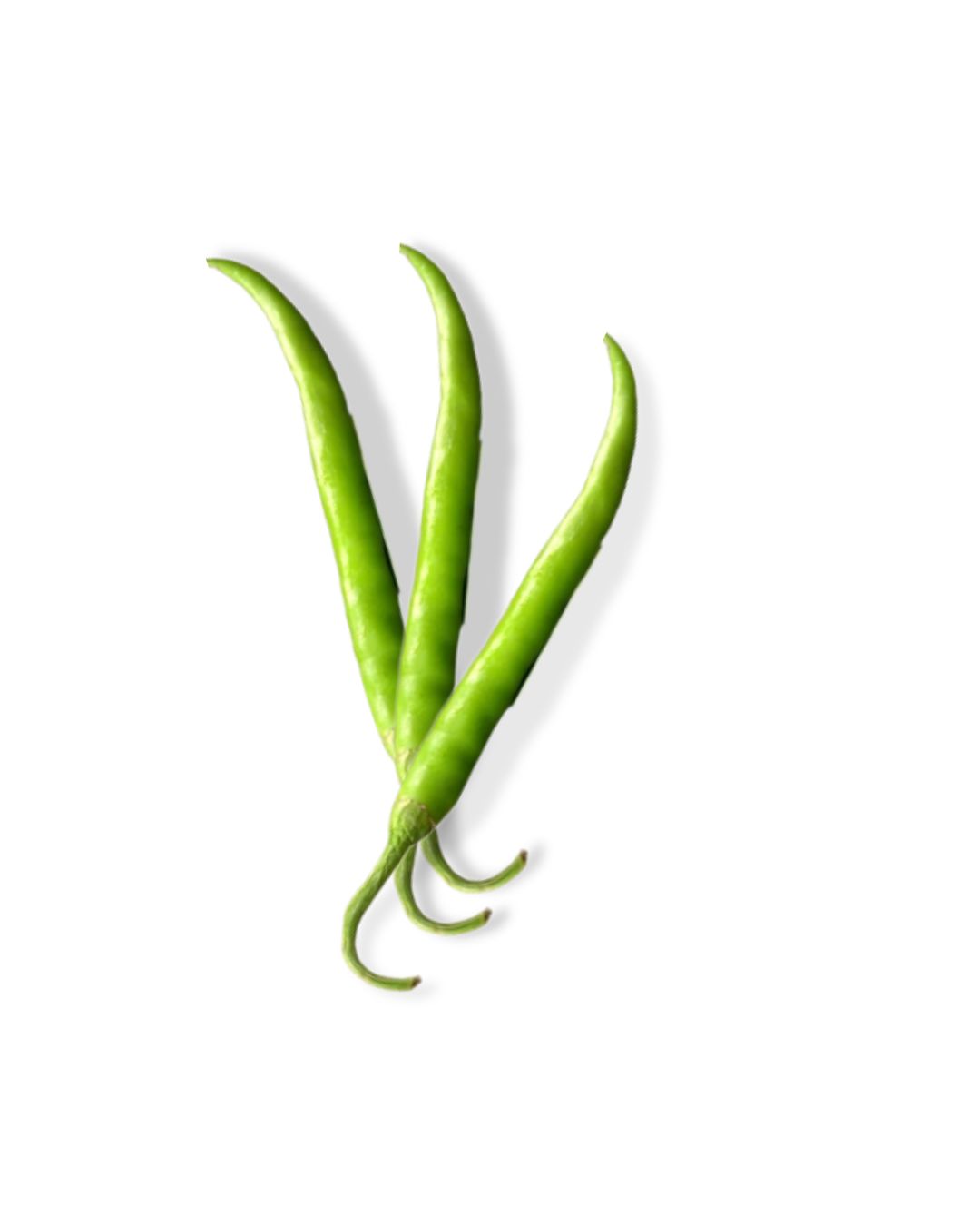 Chile chocolate, chile largo (chile para paches)