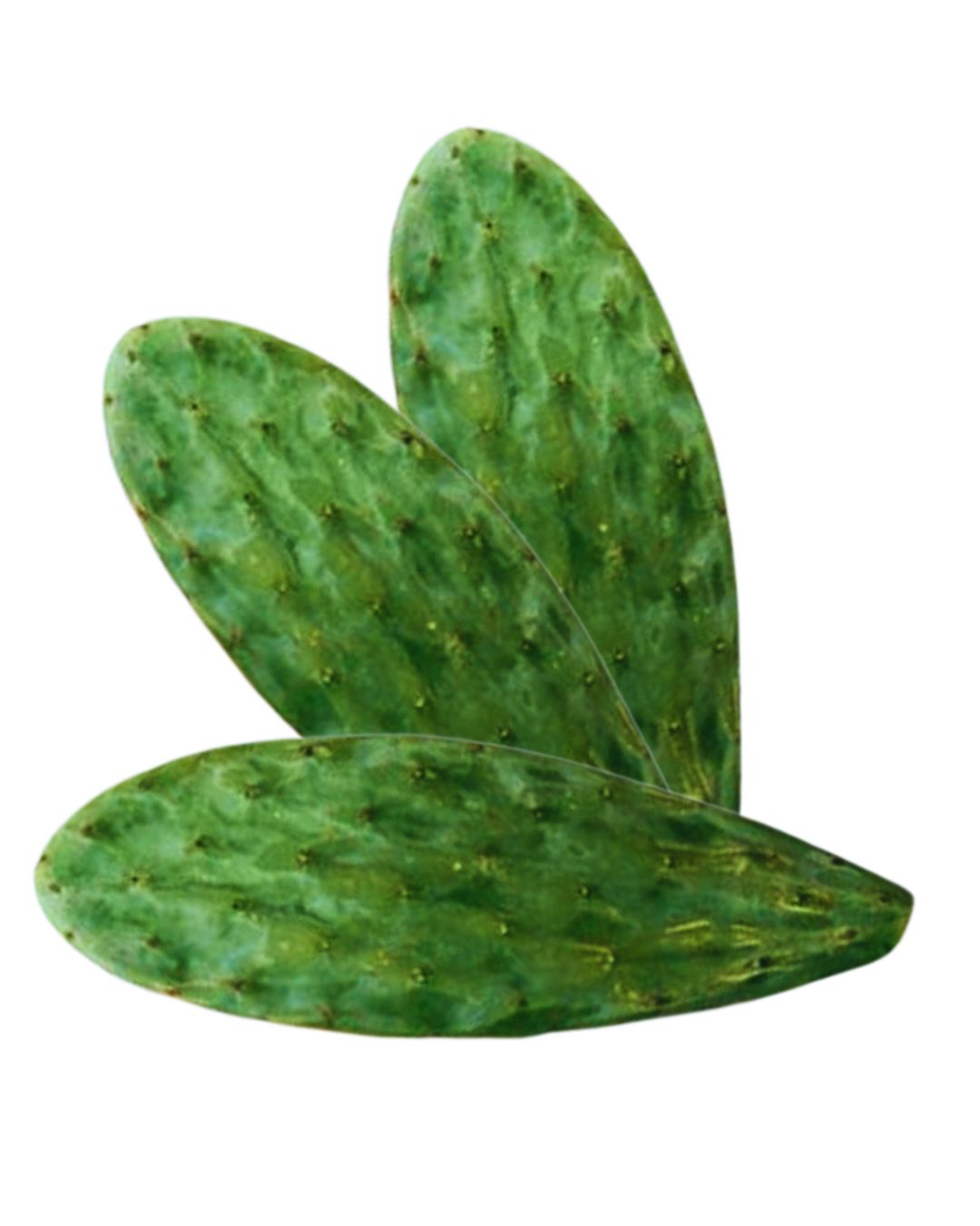 Hoja de nopal