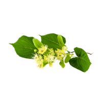 Libra de tilo -Planta seca-