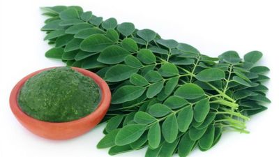 Libra de moringa (Palo de la vida) -Planta seca-