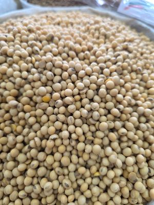 Semilla de soya