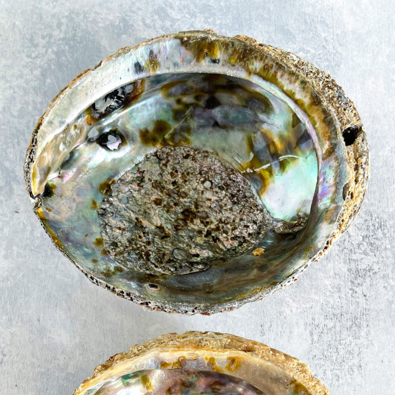 Abalone Shells