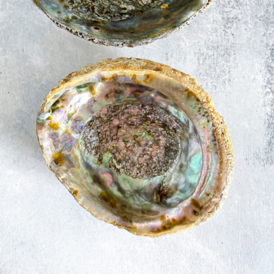 Abalone Shells + Stands