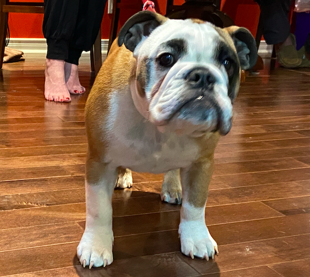 Puppy Socialization Class