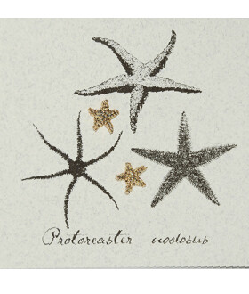 NHG-129 Starfish post SB