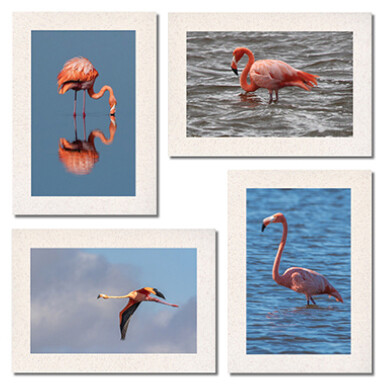 American Flamingo at St. Marks Photo Card Set $17
