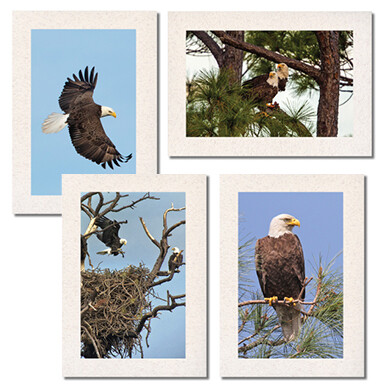 Eagles at St. Marks Set $17