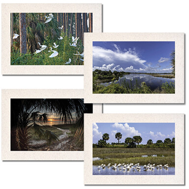 St. Marks Landscapes Set $17