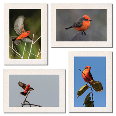 Vermilion Flycatcher Set $17