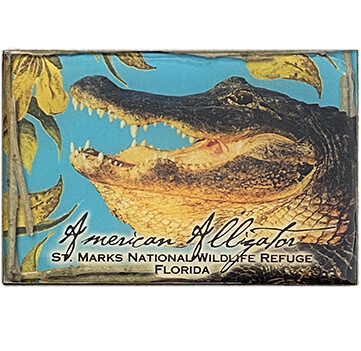 Alligator - BBmagnet