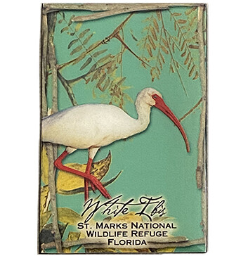 Ibis BBmagnet