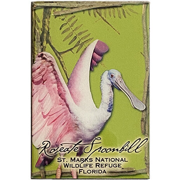 Spoonbill BBmagnet