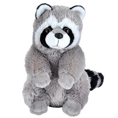 10943 Ck Raccoon