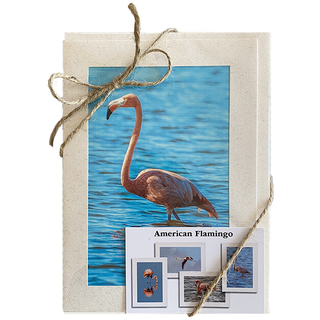 American Flamingo at St. Marks Photo Card Set $17