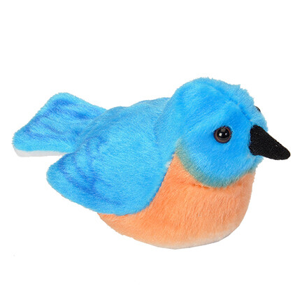 18230 Aud II Eastern Bluebird