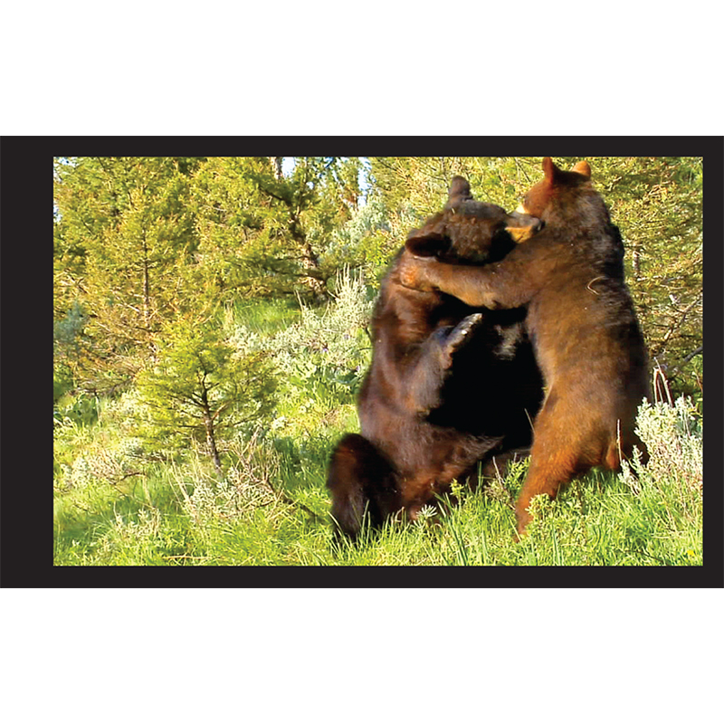 Black Bear Flipbook