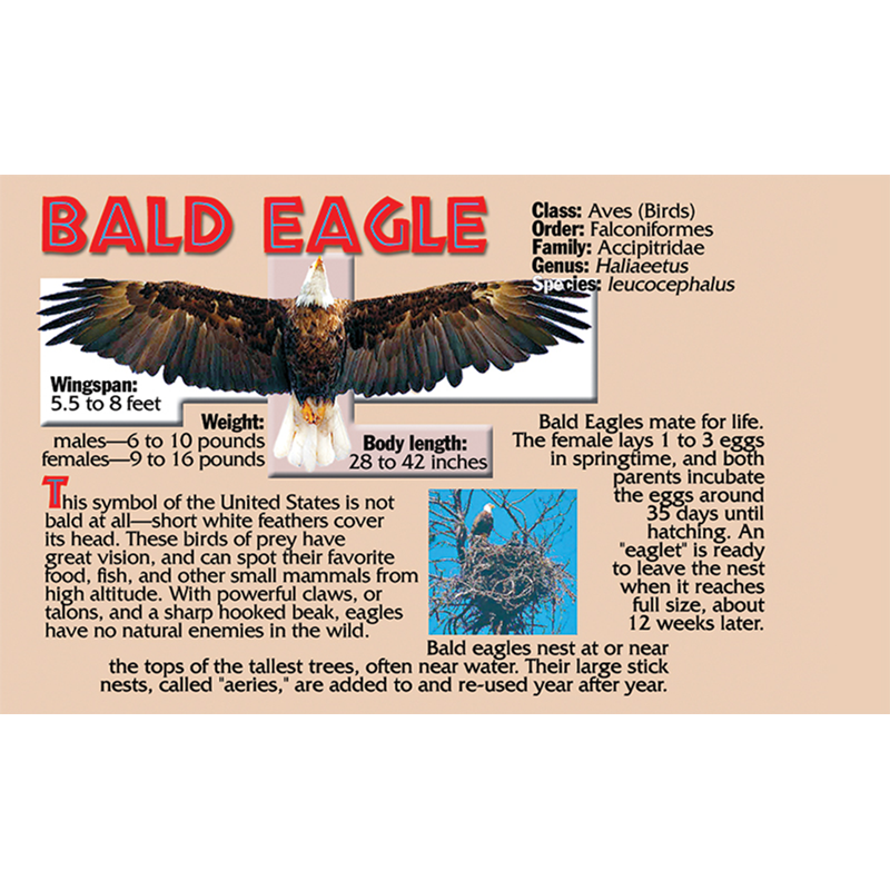 Bald Eagle Flipbook