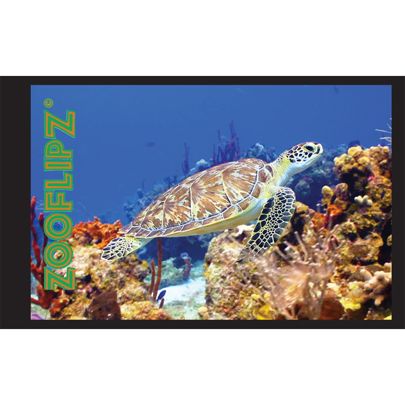 Sea Turtle Flipbook