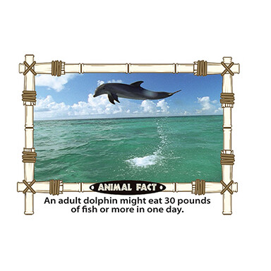 Dolphin Flipbook