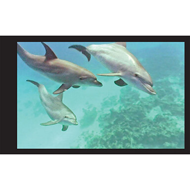 Dolphin Flipbook