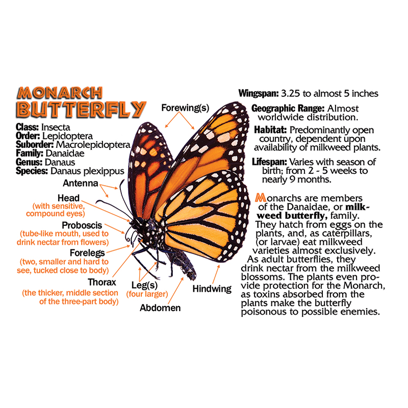 Monarch Butterfly Flipbook