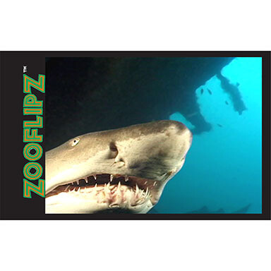 Shark Flipbook