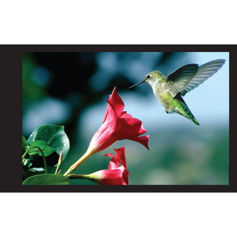 Hummingbird Flipbook