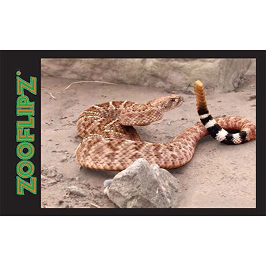 Rattlesnake Flipbook