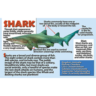 Shark Flipbook